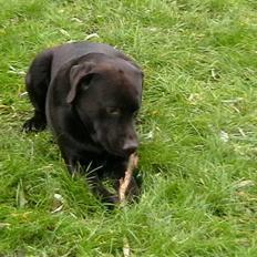 Labrador retriever Tjeko