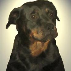 Rottweiler Kira ¤ Himmelprinsesse ¤