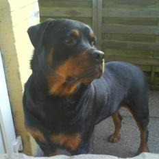 Rottweiler Whiskey
