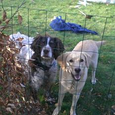 Kleiner münsterländer Bobby