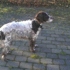 Kleiner münsterländer Bobby