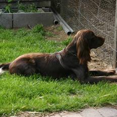 Kleiner münsterländer Arco 