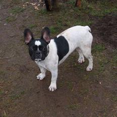 Fransk bulldog Herbie