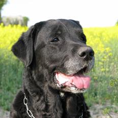 Blanding af racer Laban