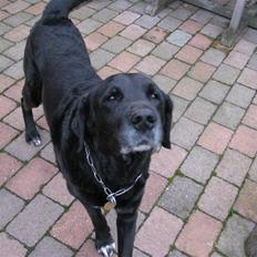 Blanding af racer Laban