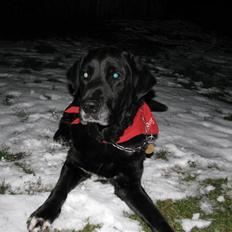 Blanding af racer Laban