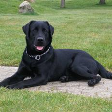 Labrador retriever Max