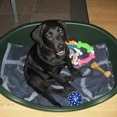 Labrador retriever Max