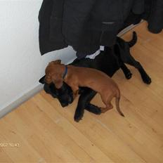 Labrador retriever Max