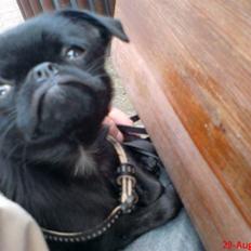 Griffon petit brabancon Carter