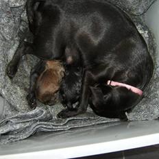 Griffon petit brabancon Carter