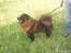 Chow chow baltho