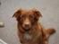 Nova scotia duck tolling retriever Laura