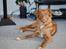 Nova scotia duck tolling retriever Laura