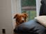 Nova scotia duck tolling retriever Laura