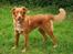 Nova scotia duck tolling retriever Laura
