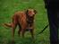 Nova scotia duck tolling retriever Laura