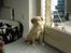Nova scotia duck tolling retriever Laura