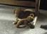 Nova scotia duck tolling retriever Laura