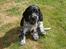 Cocker spaniel Molly - Mig som hvalp