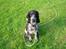 Cocker spaniel Molly - Skal vi lege?
