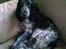 Cocker spaniel Molly - Sofaen er min bedste ven...