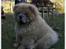 Chow chow Kody - Det er mig der er høvding her...