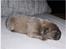 Chow chow Kody - 12 dage gamel