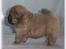 Chow chow Kody - Kody 5 uger...