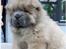 Chow chow Kody - Charmetrold...