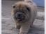 Chow chow Kody - 9 uger...
