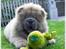 Chow chow Kody - Min nye kæreste...