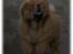 Chow chow Kody - Kody på trapperne...