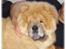 Chow chow Kody - Jeg elsker at ligge i arm...