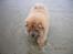 Chow chow Kody - Sidste mand i vandert er en tøsedreng...