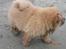 Chow chow Kody - Det var det...