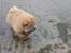 Chow chow Kody - Det er så dejligt at bo ved vandet..
