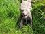 Blanding af racer Millie R.I.P. 16/9/2012 - viiiildt varmt