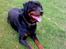 Rottweiler joejoe + 8-02-2010 - god hund