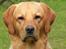 Labrador retriever Mailck
