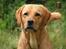 Labrador retriever Mailck
