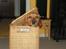 Labrador retriever Mailck