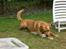 Labrador retriever Mailck