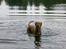 Labrador retriever Mailck