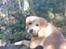 Labrador retriever Mailck