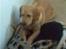 Labrador retriever Mailck