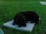 Labrador retriever skipper