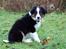 Border collie Mowgli -  foto af Åsa Eriksson
