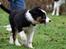 Border collie Mowgli - Foto af Åsa Eriksson