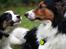 Border collie Mowgli - Foto Åsa Eriksson